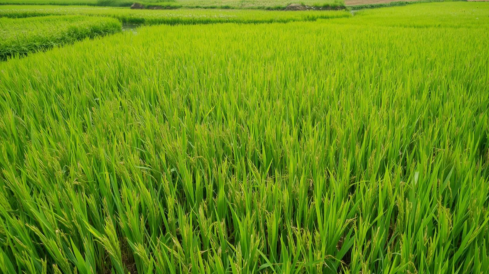 Rice Crop Insecticides