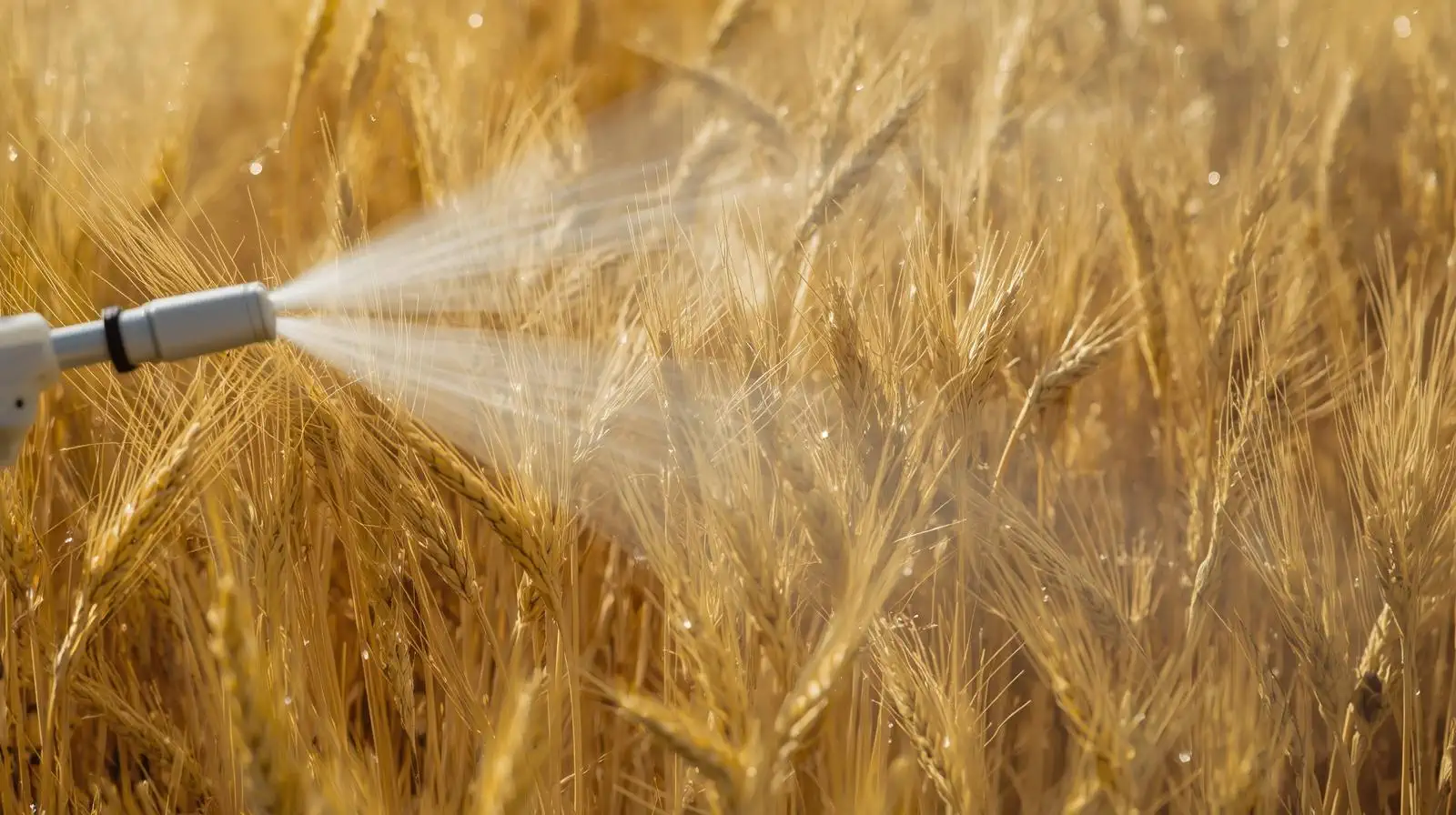 Wheat Insecticide Solutions